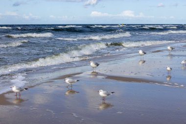 Güzel deniz manzarası, boş bir sahil, Baltık Denizi 'nin köpüklü suyu, kumlarda yürüyen martılar, Wyspa Wolin, Miedzyzdroje, Polonya