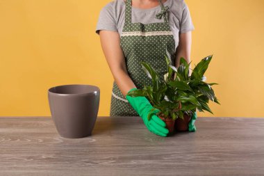 Çiçek bitkisini daha büyük bir çömleğe naklet. Sarı arka planda saksıda bir spatula..