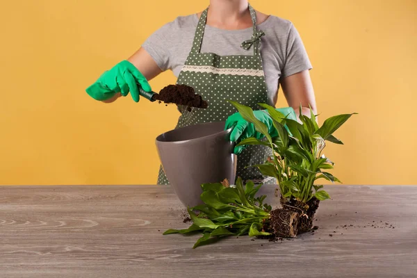 Çiçek bitkisini daha büyük bir çömleğe naklet. Sarı arka planda saksıda bir spatula..