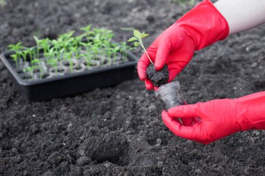 Toprağa biber tohumları ekiyorum. Kırmızı eldivenli adamların elleri. Yan görünüm.