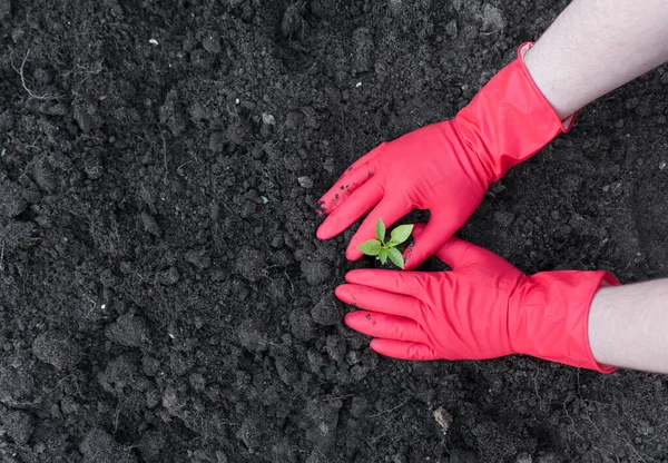 Toprağa biber tohumları ekiyorum. Kırmızı eldivenli adamların elleri. Yukarıdan görüntüle.