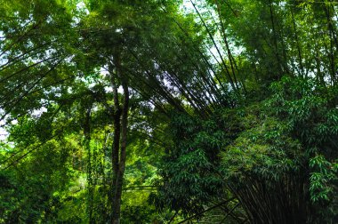 trinidad ve tobago tropikal bambu ormanında