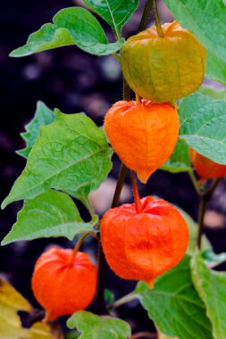 Çin fenerler - physalis alkelengi