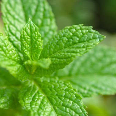 Nane tesisi - çay ve ot, kare kompozisyon