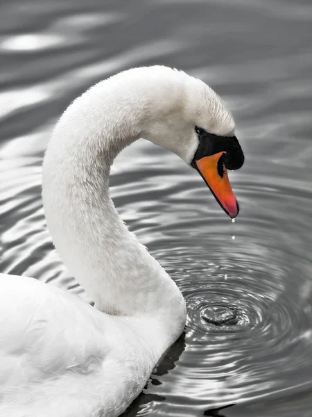 銀製湖の白鳥の肖像画の白鳥 — ストック写真