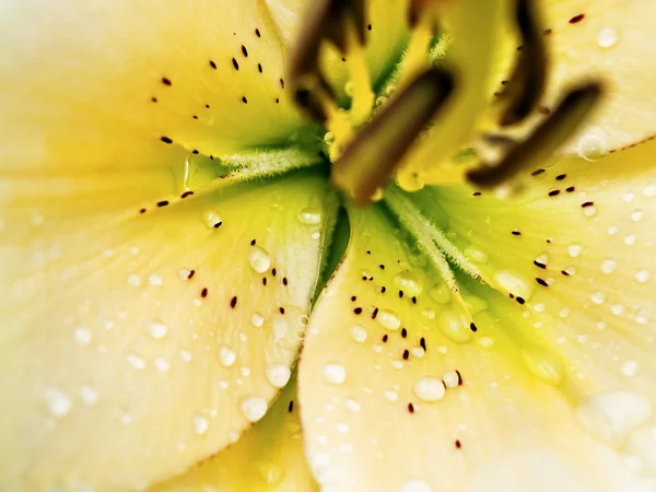 Lily close up macro - square composition — Stock Photo, Image