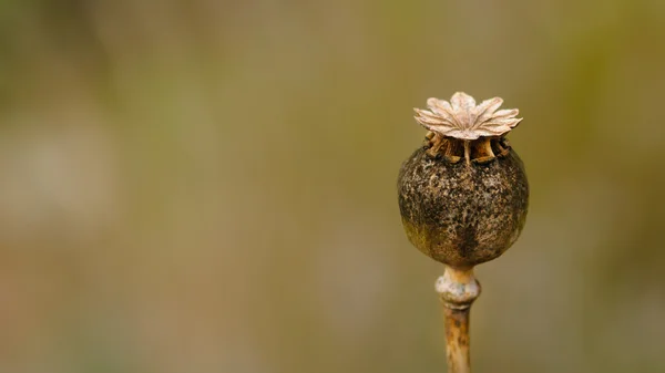 Fiore di papavero secco — Foto Stock