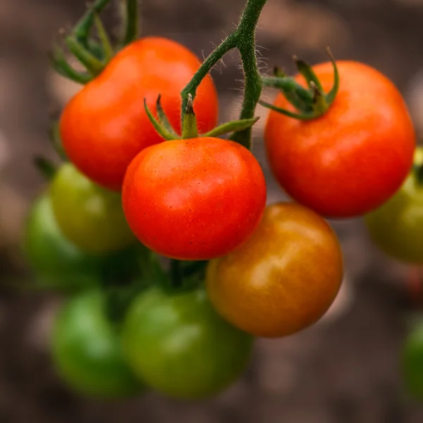 Tomaat op de wijnstok — Stockfoto