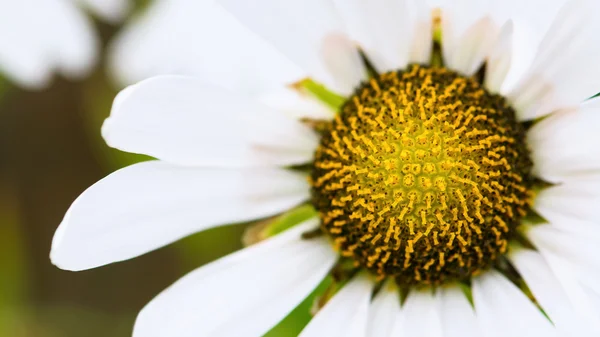 Margarita blanca - Macro —  Fotos de Stock