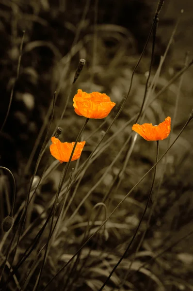 Poppies - Vintage — Stock Photo, Image
