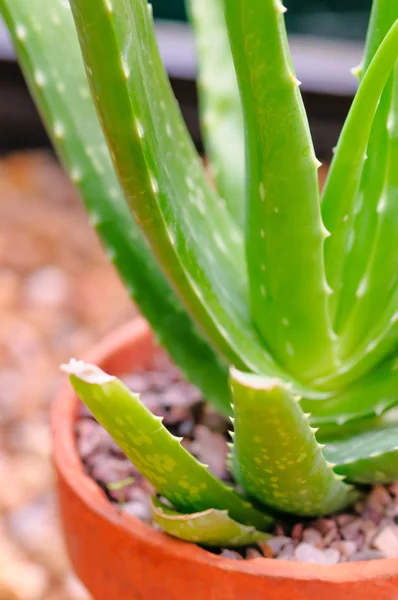 Aloe vera doniczkowa roślina — Zdjęcie stockowe