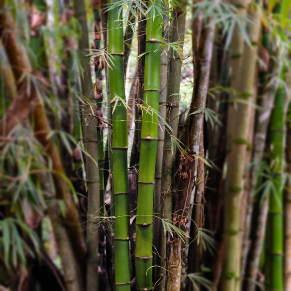 Bambu trä närbild — Stockfoto