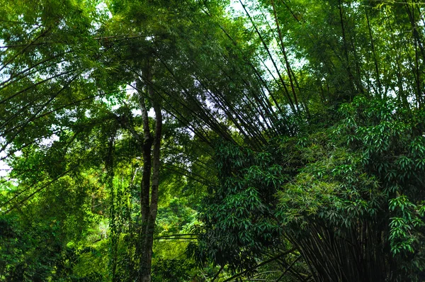 Trinidad ve tobago tropikal bambu ormanında — Stok fotoğraf