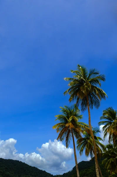 Tropisches Klima - Palmen und blauer Himmel. Trinidad — Stockfoto