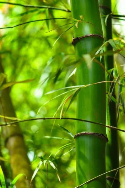 Bois de bambou en forêt tropicale - gros plan — Photo