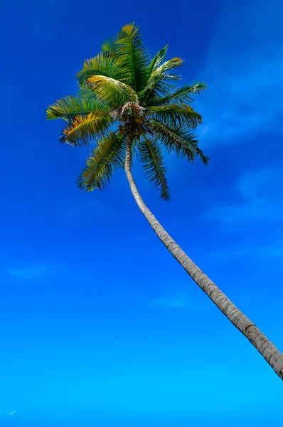 Clima tropical. Palmera y cielo azul . — Foto de Stock