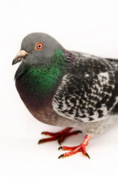 Pigeon - Close up - Белый фон — стоковое фото