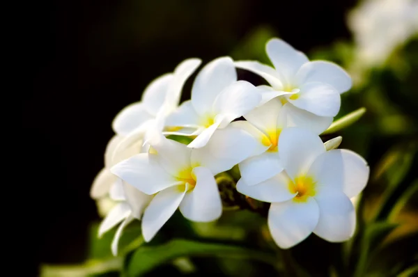 Куча ароматных франжипани или сандалий тропических цветов — стоковое фото