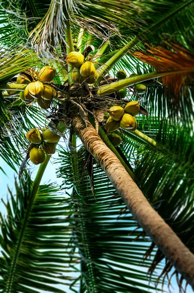 Coco - Frutas na árvore — Fotografia de Stock