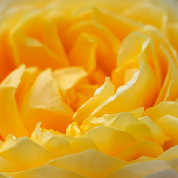 Macro - Yellow Rose petals — Stock Photo, Image