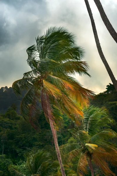 Tropische klimaat en palm bomen — Stockfoto