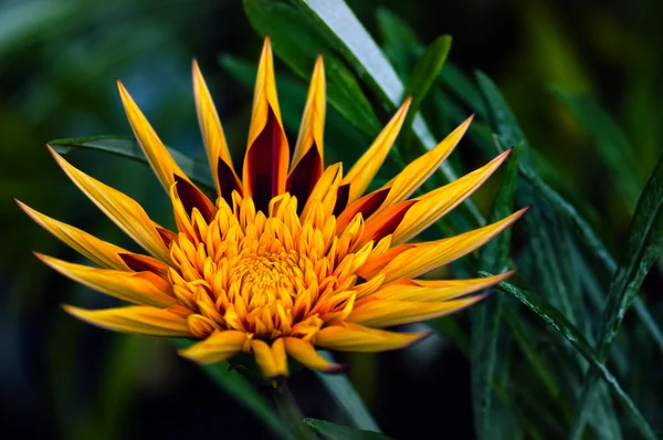 Apache Gazania - Декоративный цветок — стоковое фото