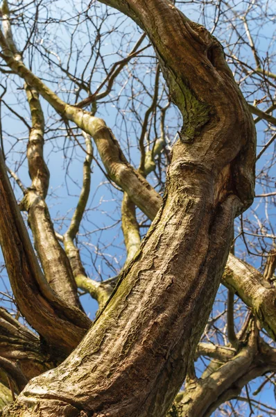 Basso tronco d'albero secco e rami — Foto Stock