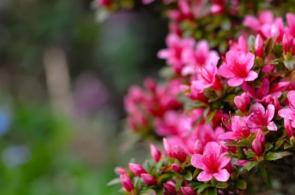 Azaleen blühen rosa und lila Frühlingsblumen. Gartenarbeit — Stockfoto