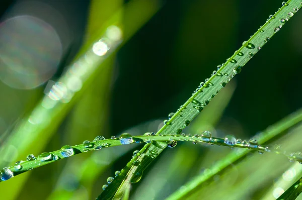 Hojas de hierba fresca cubiertas de rocío con bokeh —  Fotos de Stock