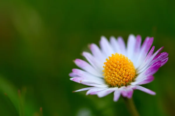 Ein einziges Gänseblümchen im Feld - Makro — Stockfoto