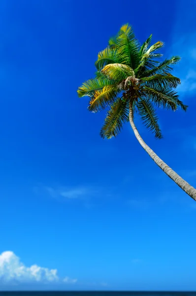 Palmeira mar e céu azul. Trinidad e Tobago Fotos De Bancos De Imagens