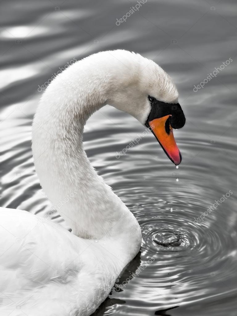 swan of the silver lake - swan portrait