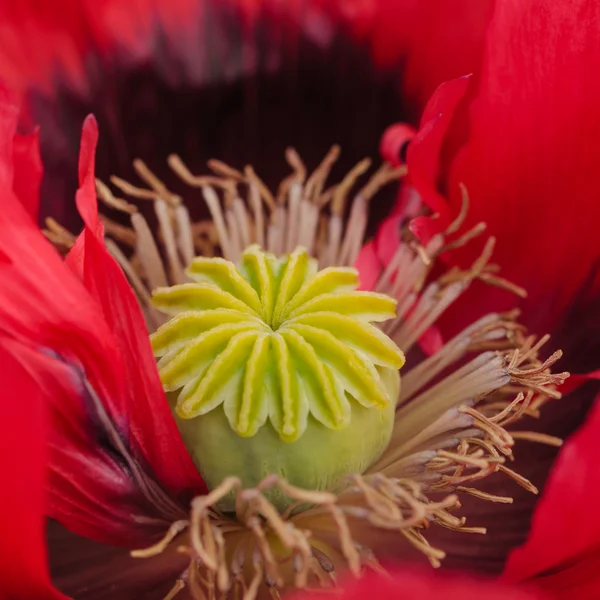 Poppy macro close up quadrado — Fotografia de Stock