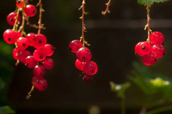 Organic Red Currant fruit on the shrub close up — Stock Photo, Image