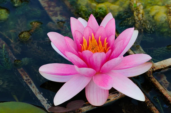 Fiore di loto Giglio d'acqua indiano in uno stagno — Foto Stock