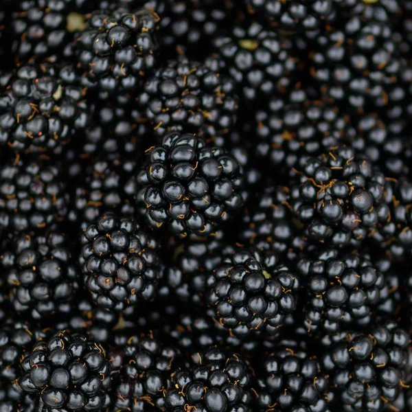 Bramble blackberry bakgrund - makro square — Stockfoto