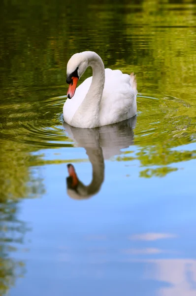 One white swan portrait in the wild, reflection on the water — Stock Photo, Image