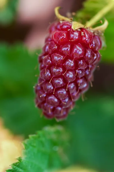 Medana Tayberry roping single ripe summer fruit — Stock Photo, Image