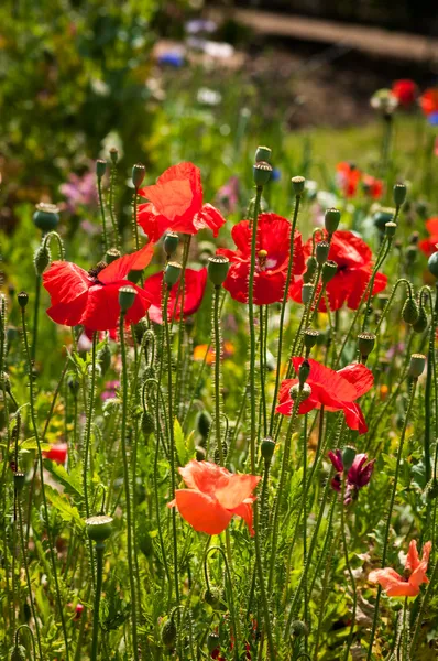 Coquelicots sauvages sur le terrain — Photo