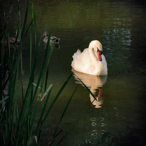 Graceful Swan sunbathing outdoors in the park — Stock Photo, Image