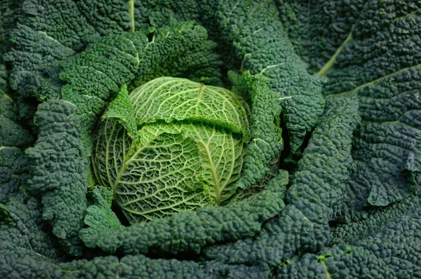 Pieno organico Riccio cavolo verde da vicino — Foto Stock