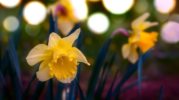 Narcissus narcissen op lentetijd met bokeh achtergrond — Stockfoto
