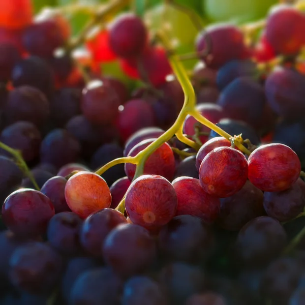 Czerwony glob winogron makro z bliska kwadrat skład — Zdjęcie stockowe