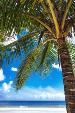 tropikal beach palm tree trinidad ve tobago marakas Körfezi