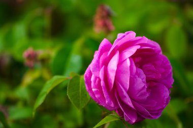 arka plan açık bahçe tek canlı pembe Gül ve yeşil