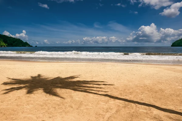 Bahía de Maracas Trinidad y Tobago palmera playa sombra aguda — Foto de Stock