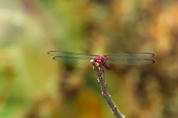 Ανάπαυσης dragonfly κοντινό πλάνο — Φωτογραφία Αρχείου
