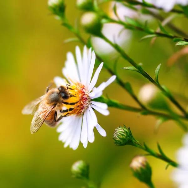 Egyetlen mézelő méh pollen összegyűjtése egy százszorszép virág — Stock Fotó