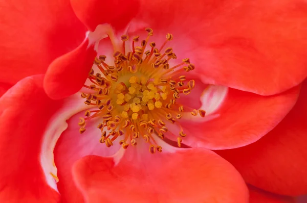 Růže květ makro zblízka prašník tyčinka červená oranžová — Stock fotografie