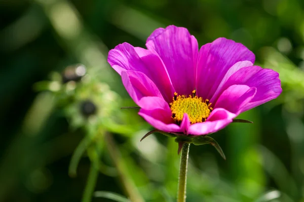 Planta, Asteraceae, cosmos bipinnatus, Pink Flower, close up —  Fotos de Stock